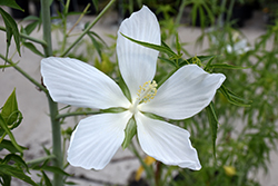 White Swamp Hibiscus (Hibiscus coccineus 'Albus') at Lakeshore Garden Centres