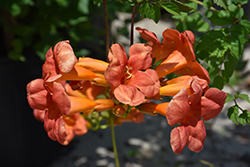 Madame Galen Trumpetvine (Campsis x tagliabuana 'Madame Galen') at Lakeshore Garden Centres