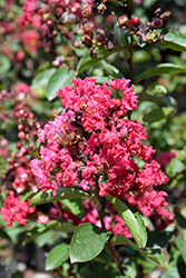 Mandi Crapemyrtle (Lagerstroemia indica 'Mandi') at Lakeshore Garden Centres