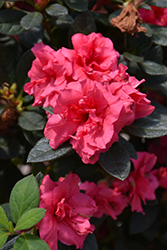 Encore Autumn Rouge Azalea (Rhododendron 'Conlea') at Lakeshore Garden Centres