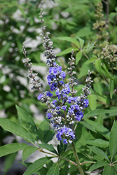 Chaste Tree (Vitex agnus-castus) at Lakeshore Garden Centres
