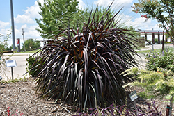 Princess Caroline Fountain Grass (Pennisetum purpureum 'Princess Caroline') at Lakeshore Garden Centres