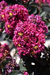Plum Magic Crapemyrtle (Lagerstroemia 'Plum Magic') at Lakeshore Garden Centres