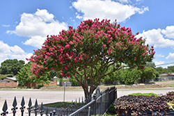 Tuscarora Crapemyrtle (Lagerstroemia 'Tuscarora') at Lakeshore Garden Centres