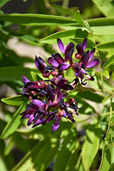 Evergreen Wisteria (Millettia reticulata) at Lakeshore Garden Centres