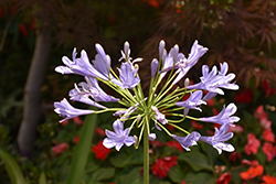 Blue African Agapanthus (Agapanthus africanus 'Blue') at Lakeshore Garden Centres