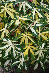 Variegated Tapioca (Manihot esculenta 'Variegata') at Lakeshore Garden Centres