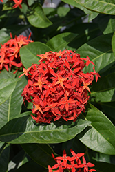 Jungle Beauty Ixora (Ixora 'Daeng Malaysia') at Lakeshore Garden Centres