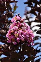Thunderstruck Lavender Blast Crapemyrtle (Lagerstroemia 'JM3') at Lakeshore Garden Centres