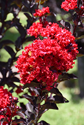 Drury Crimson Crapemyrtle (Lagerstroemia 'GV1125') at Lakeshore Garden Centres