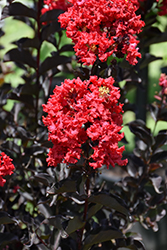 Ebony Fire Crapemyrtle (Lagerstroemia 'Ebony Fire') at Lakeshore Garden Centres