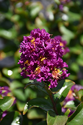 Purple Magic Crapemyrtle (Lagerstroemia 'Purple Magic') at Lakeshore Garden Centres