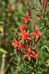 Flame Acanthus (Anisacanthus quadrifidus 'var. wrightii') at Lakeshore Garden Centres