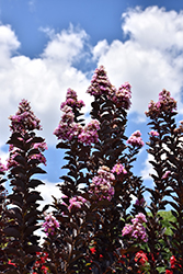 Thunderstruck Lavender Blast Crapemyrtle (Lagerstroemia 'JM3') at Lakeshore Garden Centres