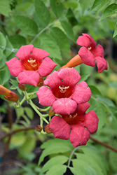 Madame Rosy Trumpetvine (Campsis 'HOMR') at Lakeshore Garden Centres