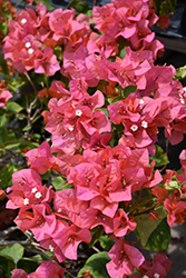 Sundown Orange Bougainvillea (Bougainvillea 'Sundown Orange') at Lakeshore Garden Centres