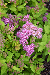 Golden Kupcake Spirea (Spiraea x bumalda 'RLH-SBGK') at Lakeshore Garden Centres