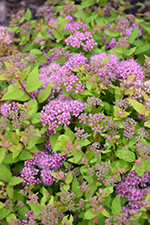 Golden Kupcake Spirea (Spiraea x bumalda 'RLH-SBGK') at Lakeshore Garden Centres