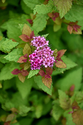 Lighthearted Spirea (Spiraea japonica 'Grelighthrt') at Lakeshore Garden Centres