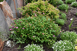 Little Bonnie Spirea (Spiraea x bumalda 'BL0601') at Lakeshore Garden Centres