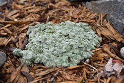 Wooly Alpine Mouse Ears (Cerastium alpinum 'var. lanatum') at Lakeshore Garden Centres