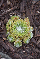 Robin Hens And Chicks (Sempervivum arachnoideum 'Robin') at Lakeshore Garden Centres