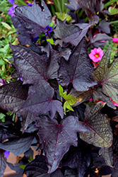Sweet Caroline Bewitched After Midnight Sweet Potato Vine (Ipomoea batatas 'NCORNSP-020BWAM') at Lakeshore Garden Centres