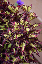 Terra Nova Macaw Coleus (Solenostemon scutellarioides 'Macaw') at Lakeshore Garden Centres