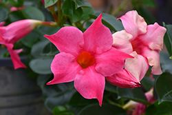 Pink Mandevilla (Mandevilla 'Pink') at Lakeshore Garden Centres