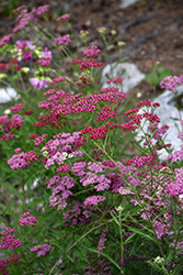 Fire King Yarrow (Achillea millefolium 'Fire King') at Lakeshore Garden Centres