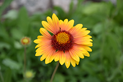 Hybrid Blanket Flower (Gaillardia x grandiflora) at Lakeshore Garden Centres