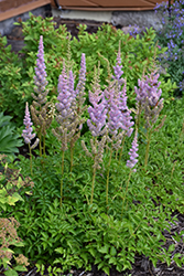 Dwarf Chinese Astilbe (Astilbe chinensis 'Pumila') at A Very Successful Garden Center
