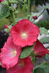 Hollyhock (Alcea rosea) at Lakeshore Garden Centres