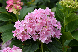 Magical Farfalla Hydrangea (Hydrangea macrophylla 'Hortmafarfa') at Lakeshore Garden Centres