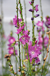 Party Girl Prairie Mallow (Sidalcea 'Party Girl') at Lakeshore Garden Centres