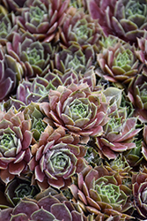 Purple Beauty Hens And Chicks (Sempervivum 'Purple Beauty') at Lakeshore Garden Centres