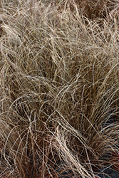Red Rooster Sedge (Carex buchananii 'Red Rooster') at Lakeshore Garden Centres