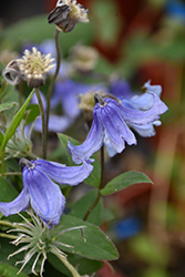 Stand By Me Bush Clematis (Clematis 'Stand By Me') at Golden Acre Home & Garden