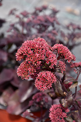 Night Embers Stonecrop (Sedum 'Night Embers') at Lakeshore Garden Centres