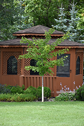 Regal Celebration Maple (Acer x freemanii 'Regal Celebration') at Lakeshore Garden Centres