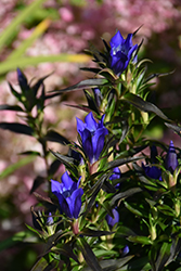 True Blue Gentian (Gentiana 'True Blue') at Golden Acre Home & Garden