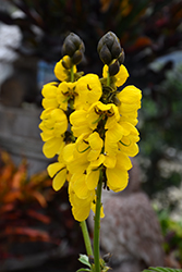 Popcorn Cassia (Senna didymobotrya) at Lakeshore Garden Centres