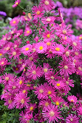 Crimson Brocade Aster (Symphyotrichum novi-belgii 'Crimson Brocade') at Lakeshore Garden Centres