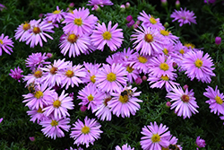 Woods Pink Aster (Symphyotrichum 'Woods Pink') at The Mustard Seed