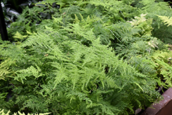 Asparagus Fern (Asparagus plumosus) at Lakeshore Garden Centres
