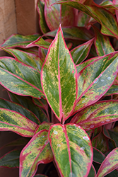 Siam Aurora Chinese Evergreen (Aglaonema 'Siam Aurora') at Peter Knippel Garden Centre