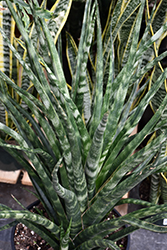 Mikado Cylindrical Snake Plant (Sansevieria bacularis 'Mikado') at Golden Acre Home & Garden