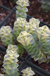 Variegated String Of Buttons (Crassula perforata 'Variegata') at Lakeshore Garden Centres