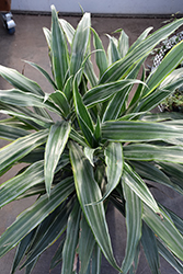 Warneckii Dracaena (Dracaena fragrans 'Warneckii') at Golden Acre Home & Garden