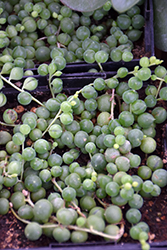 String Of Pearls (Senecio rowleyanus) at Golden Acre Home & Garden